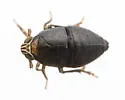 Akemetopon inornatum - photo 5