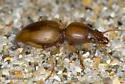 Akephorus marinus - photo 2