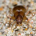 Akephorus marinus - photo 3
