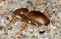 Akephorus marinus - photo 4