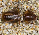 Akephorus marinus - photo 5