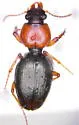 Akephorus obesus