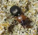 Akephorus obesus - photo 2