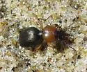 Akephorus obesus - photo 3