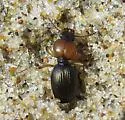 Akephorus obesus - photo 4