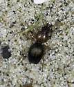 Akephorus obesus - photo 5