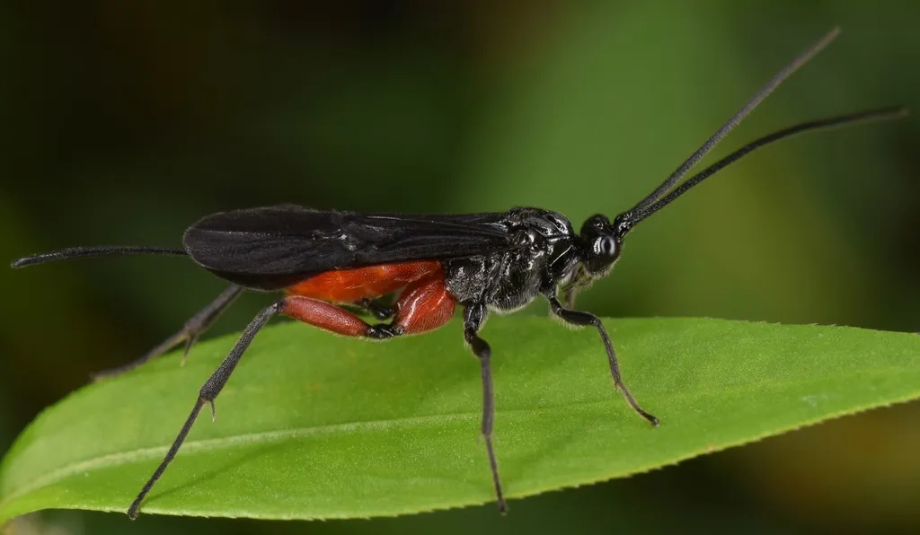 Alabagrus texanus - photo 2