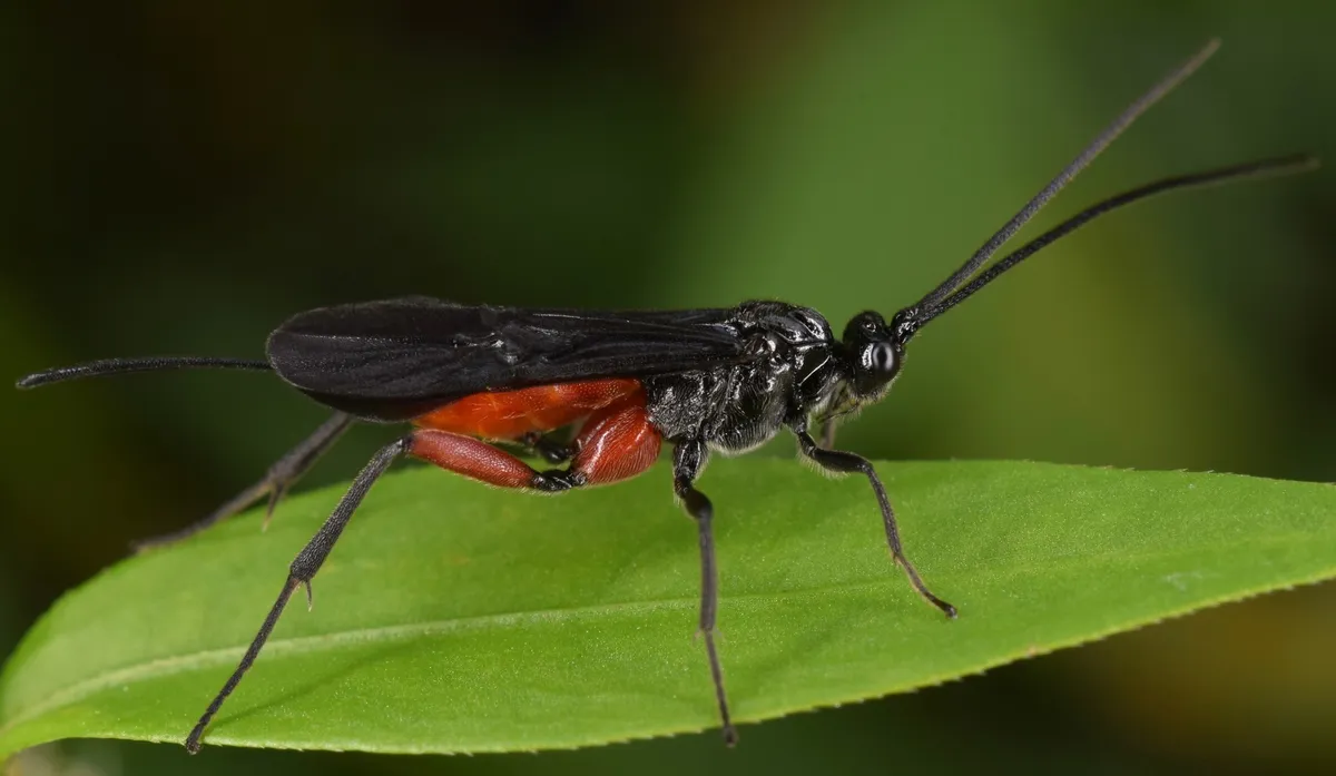 Alabagrus texanus - photo 3