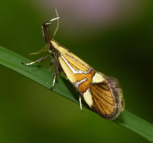 Alabonia geoffrella