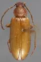Alaephus gracilis