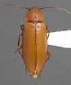 Alaephus macilentus