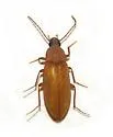 Alaephus pallidus