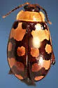 Alagoasa jacobiana - Alagoasa jacobiana
