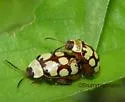 Alagoasa jacobiana - photo 2