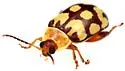 Alagoasa jacobiana - photo 3