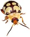 Alagoasa jacobiana - photo 4