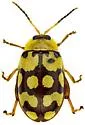 Alagoasa jacobiana - photo 5