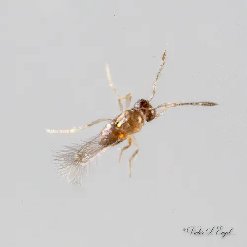 Alaptus eriococci - Alaptus eriococci