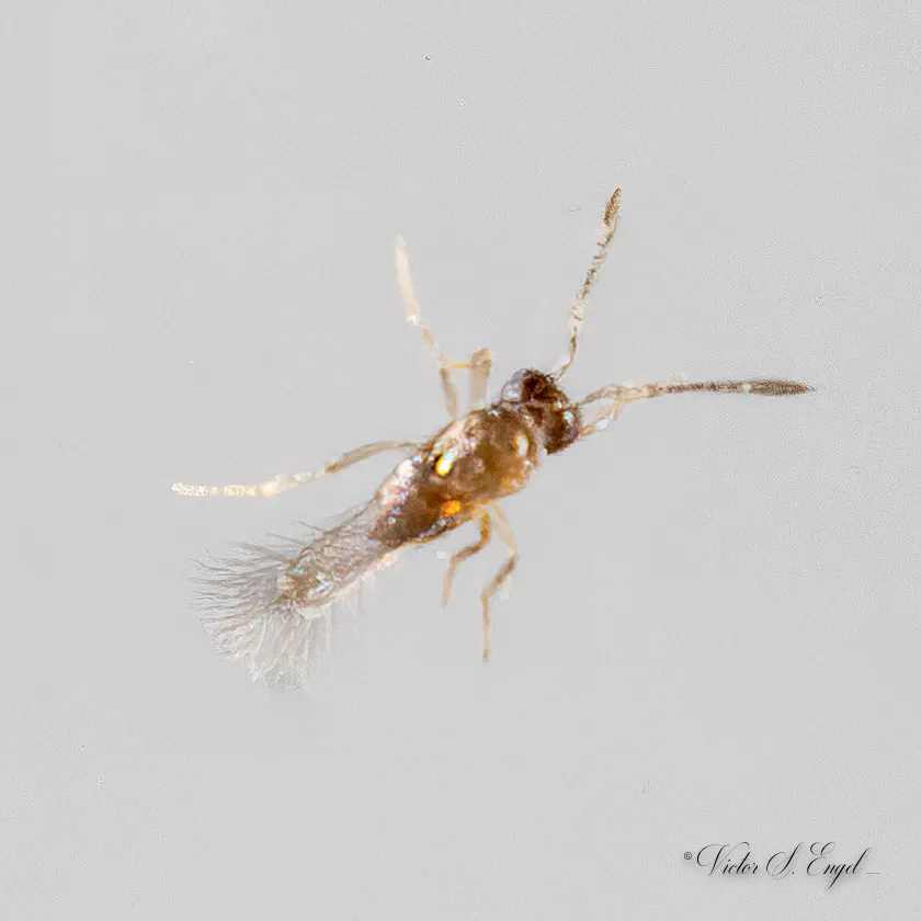 Alaptus eriococci - photo 2
