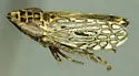 Alapus elongatus