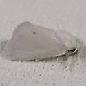 Packard's White Flannel Moth - Hodges#4673