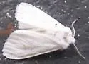 Packard's White Flannel Moth - Hodges#4673 - photo 2