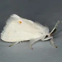 Packard's White Flannel Moth - Hodges#4673 - photo 3