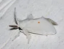 Packard's White Flannel Moth - Hodges#4673 - photo 4