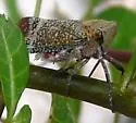 Alaruasa lepida