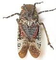 Alaruasa lepida - photo 3