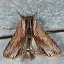 Alastria chico - Hodges#9522.1