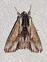 Alastria chico - Hodges#9522.1 - photo 2