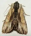 Alastria chico - Hodges#9522.1 - photo 5