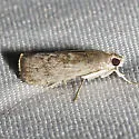 Berg's Alatuncusia Moth - Hodges#4793 - photo 2
