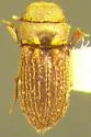 Alaudes californicus
