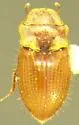 Alaudes coloradoensis