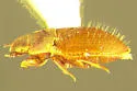 Alaudes coloradoensis - photo 2