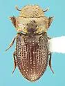 Alaudes moenkopii