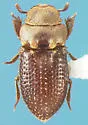 Alaudes singularis