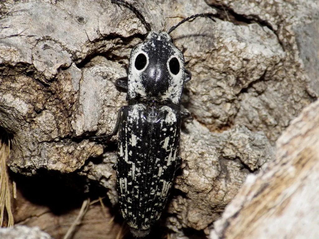 Texas Click Beetle