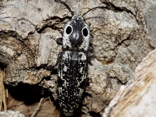 Texas Click Beetle - photo 2
