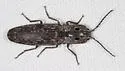Blind Click Beetle - Alaus myops