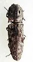 Blind Click Beetle - photo 2
