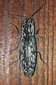 Blind Click Beetle - photo 4