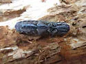 Blind Click Beetle - photo 5