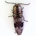 Alaus patricius - photo 2