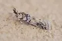 Alberada candida - Hodges#5975.3