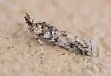 Alberada candida - Hodges#5975.3 - photo 2