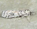 Alberada candida - Hodges#5975.3 - photo 3