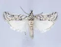 Alberada candida - Hodges#5975.3 - photo 4